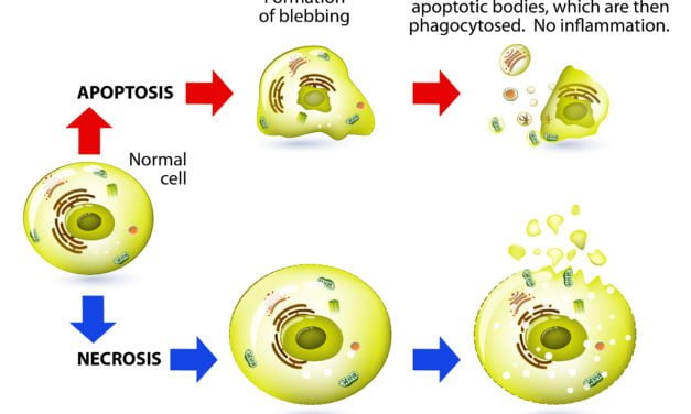 How PEMF Therapy Impacts Pain Caused by Cellular Injury