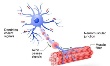 Can PEMF Give Results Those with Spinal Muscular Atrophy?