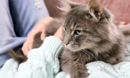 PEMF Therapy Proves Powerful for Cat with Contusive Spinal Cord Injury