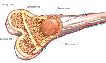 How PEMF Therapy Promotes Bone Tissue Regeneration