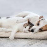A Better Life for Pets with PEMF Therapy